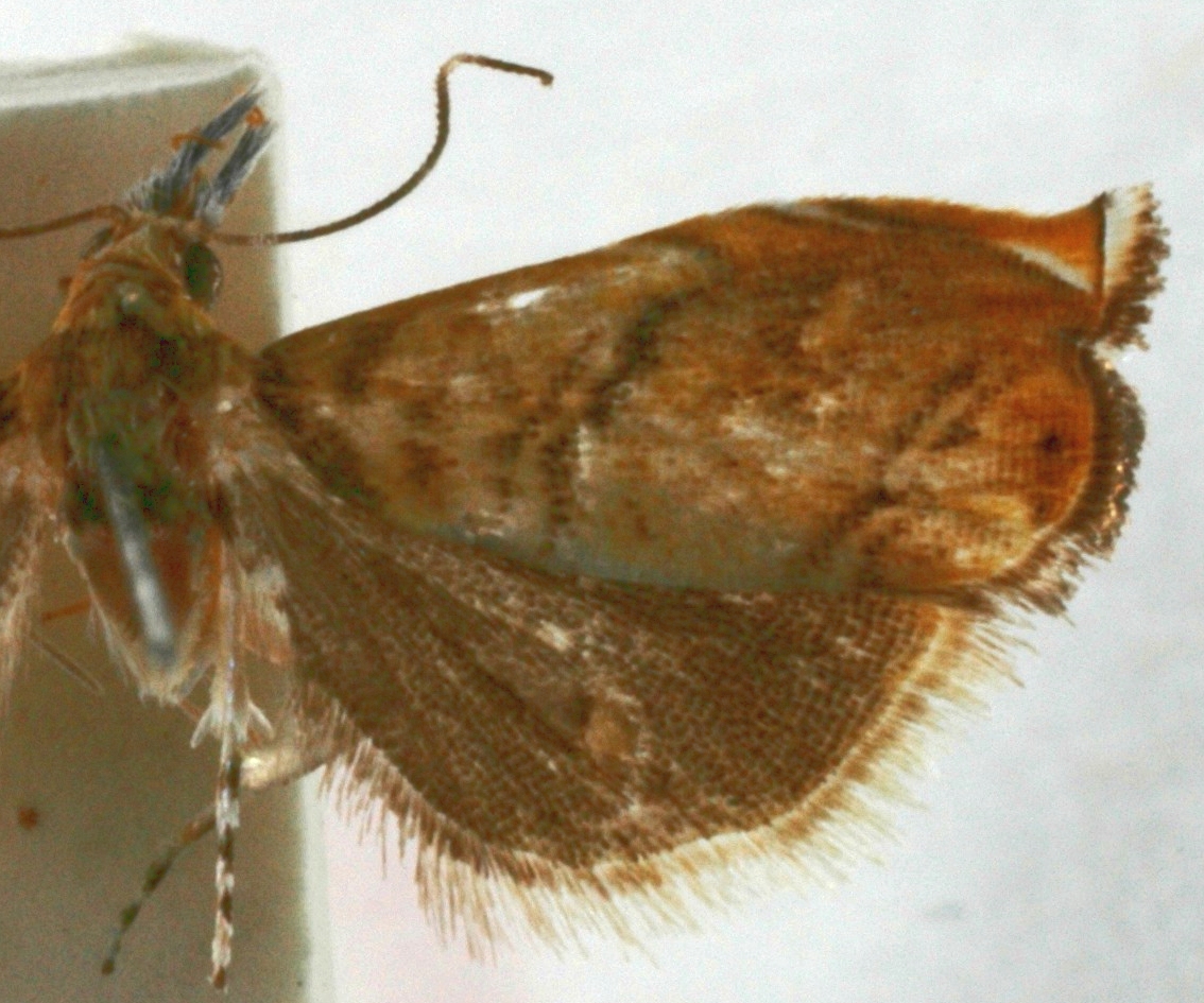 Roxita apicella Gaskin