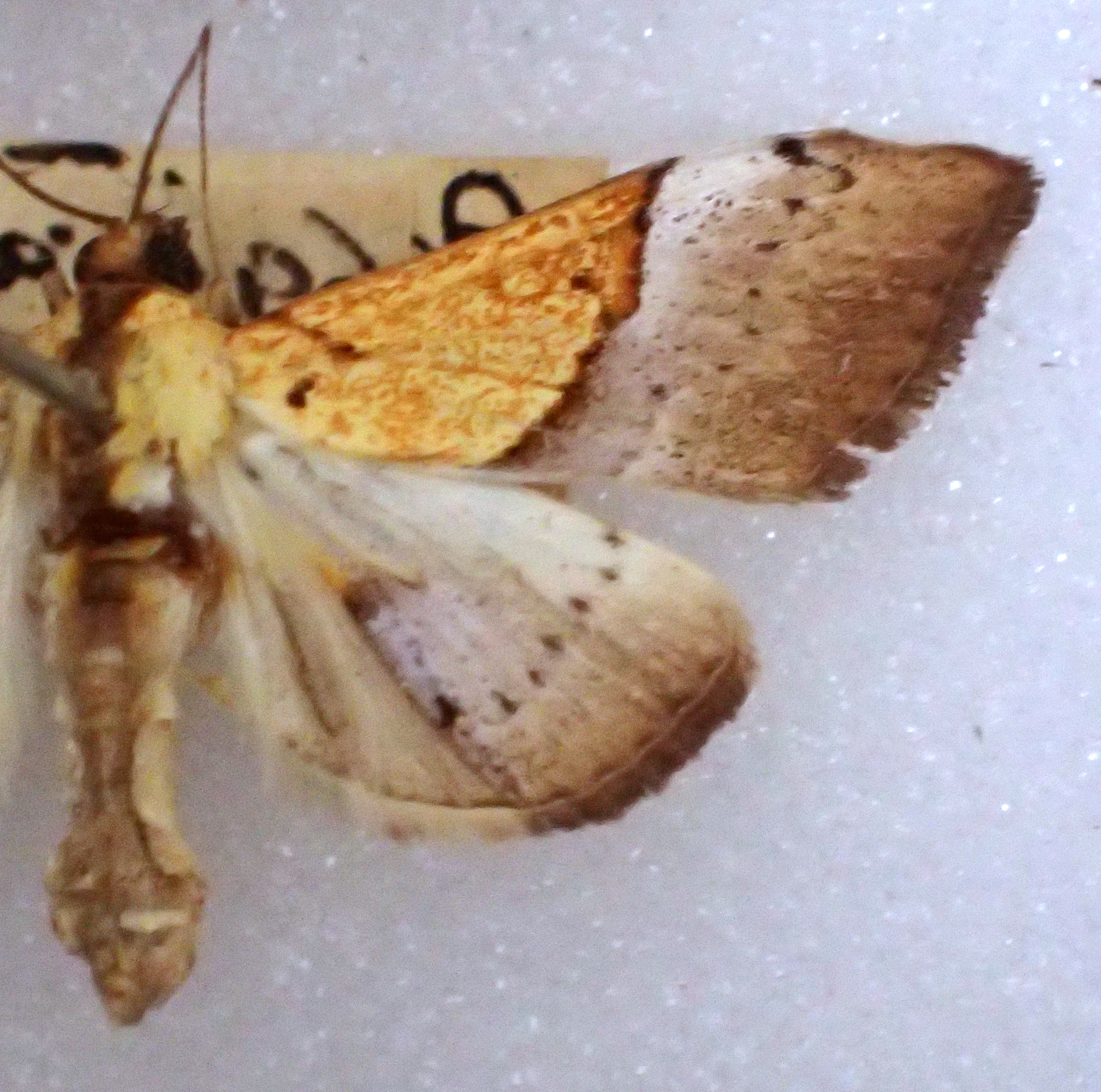 Agrotera heliochlaena Meyrick