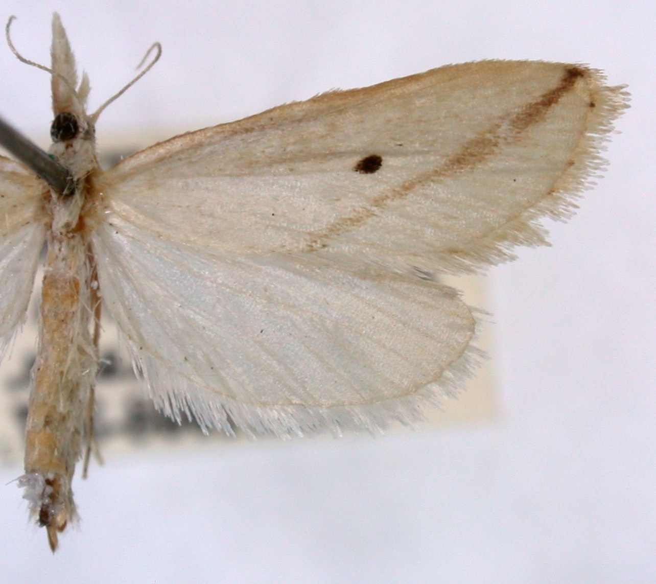 Scirpophaga lineata Butler