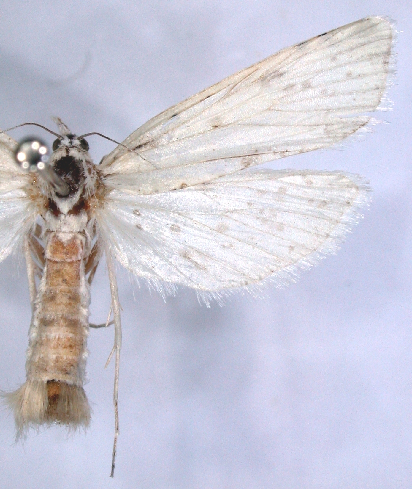 Scirpophaga sp. 1