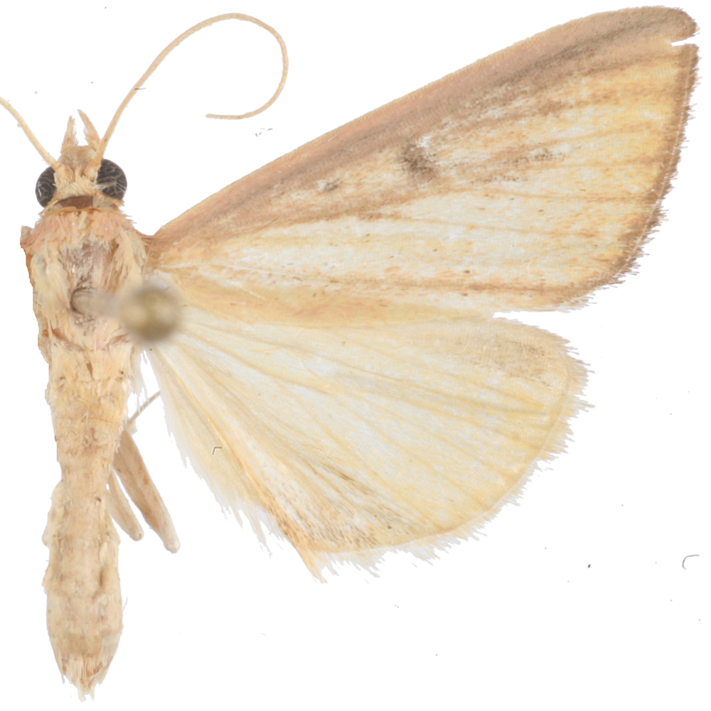 Sclerocona sp. 1