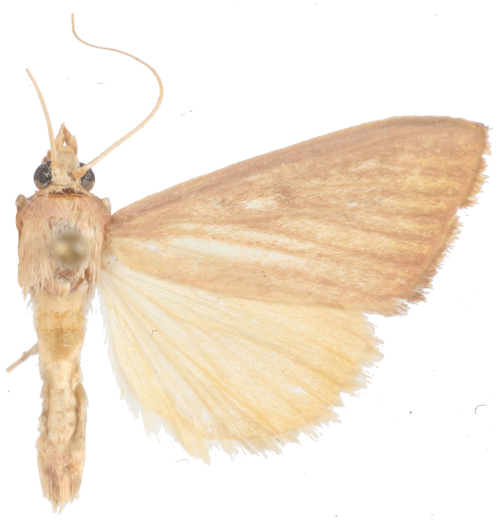 Sclerocona sp. 2