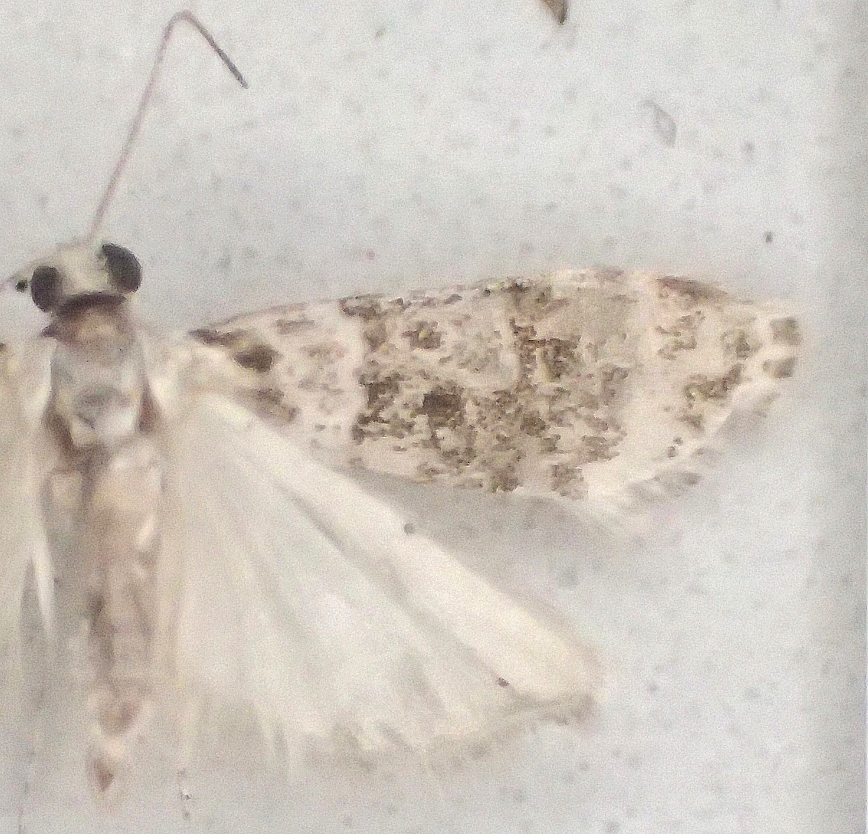 Scoparia sp. 10
