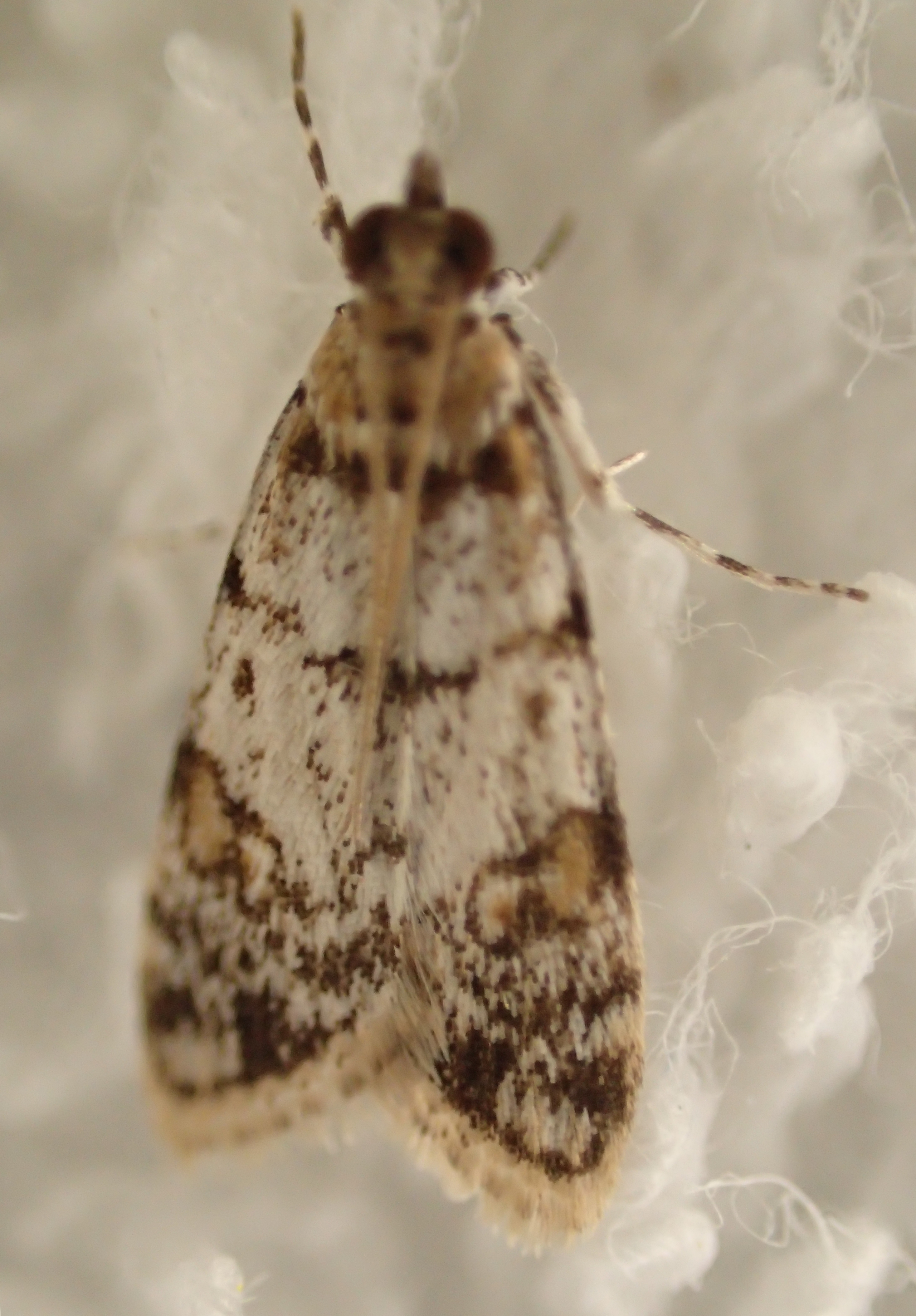 Scoparia sp. 11