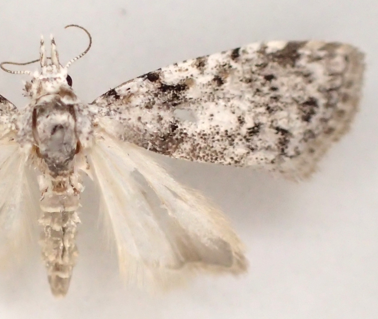 Scoparia sp. 12