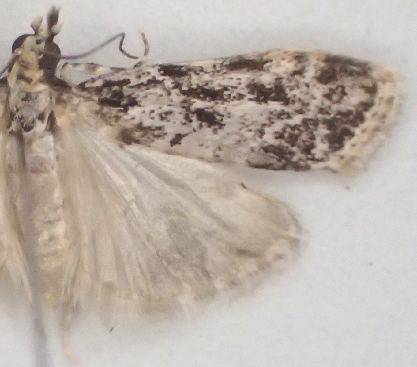 Scoparia sp. 13