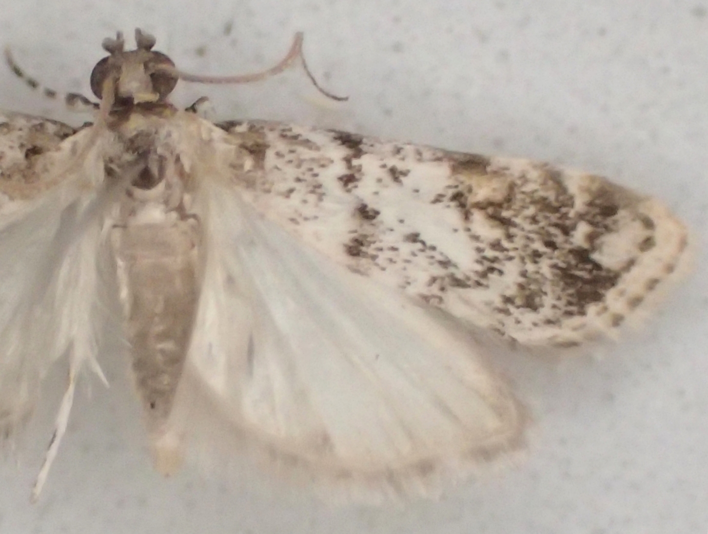 Scoparia sp. 14