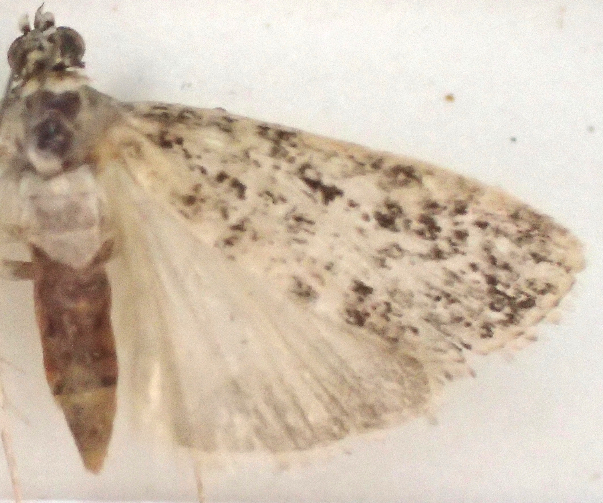 Scoparia sp. 15