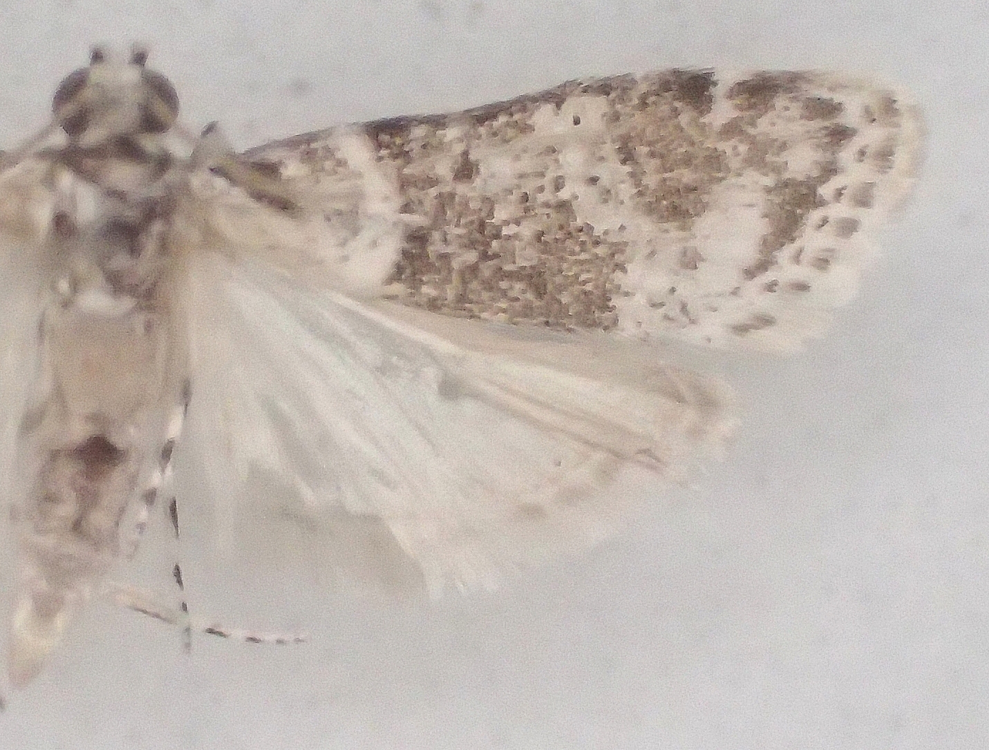 Scoparia sp. 16