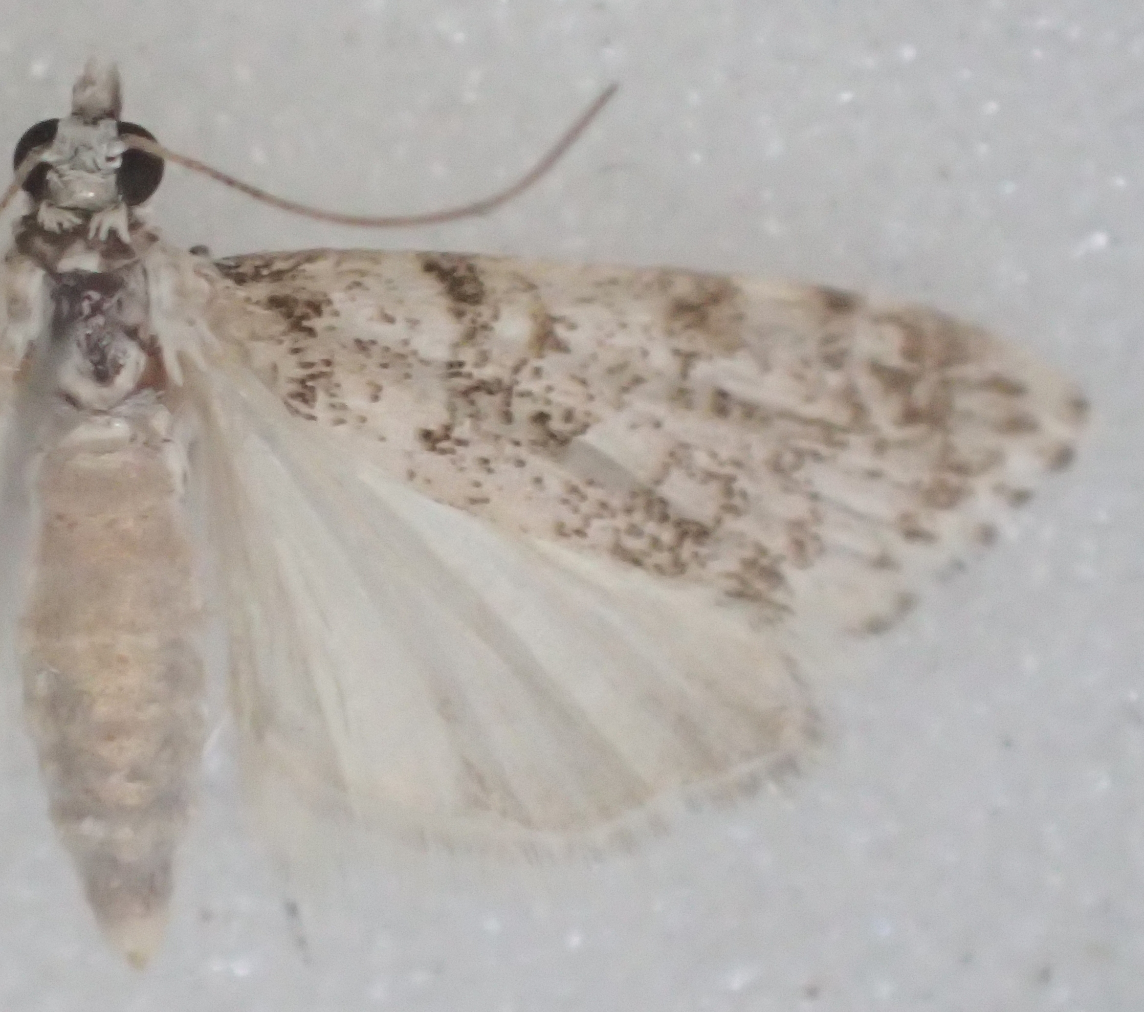 Scoparia sp. 17