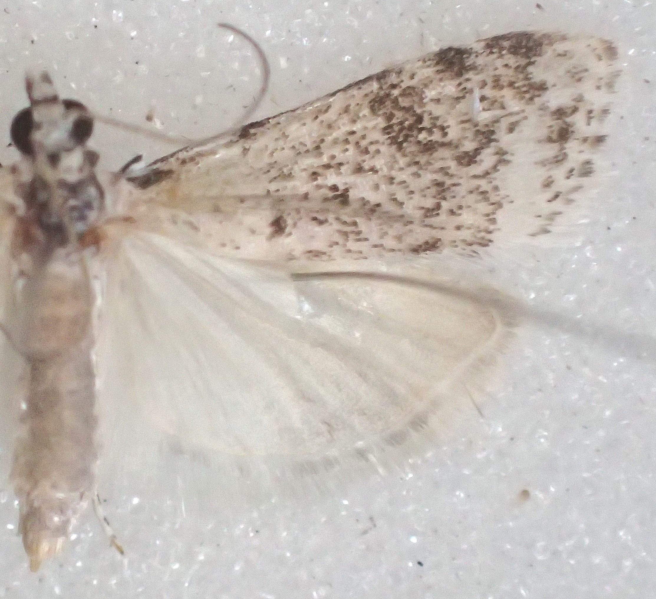 Scoparia sp. 18 specimen plate