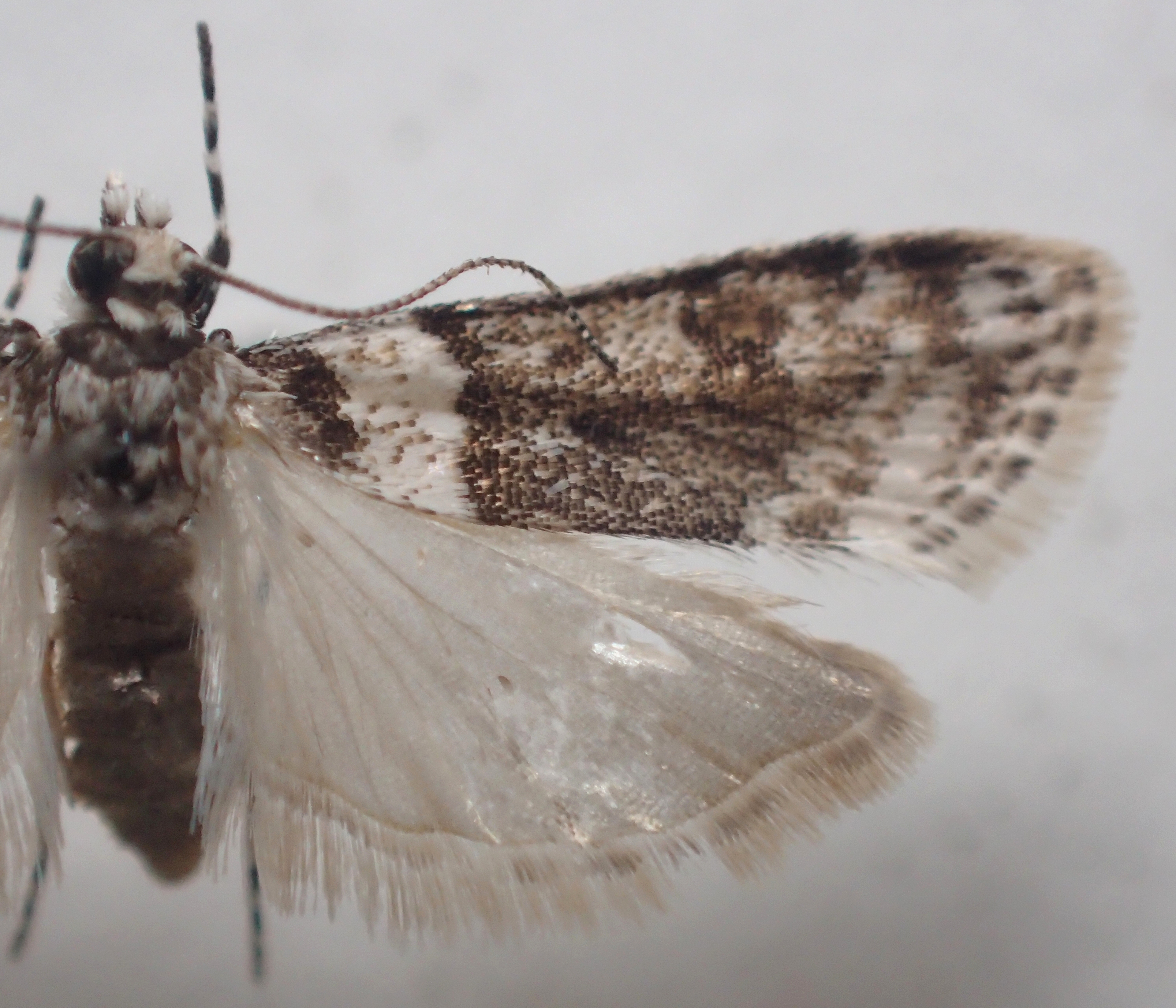 Scoparia sp. 19