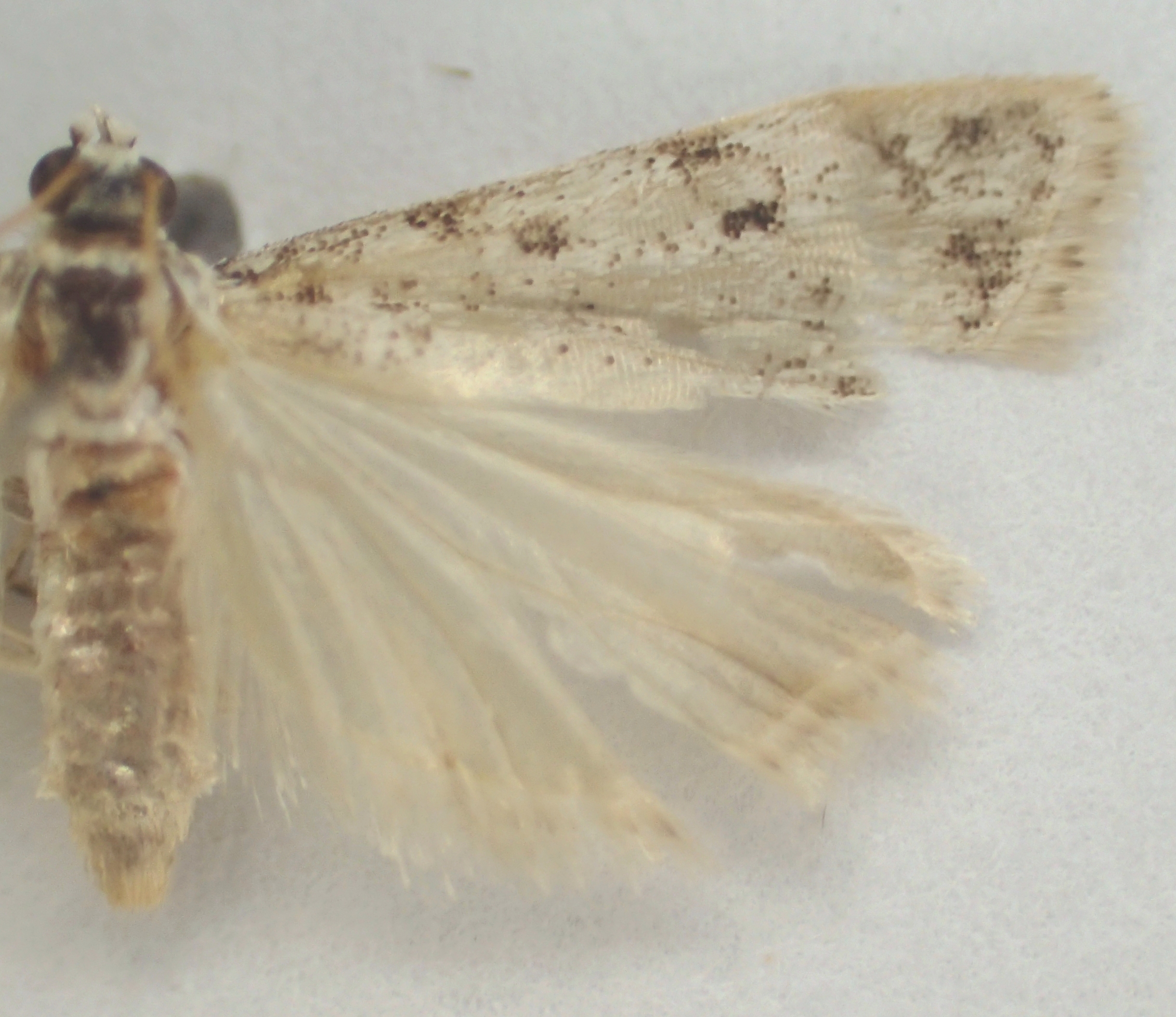 Scoparia sp. 20