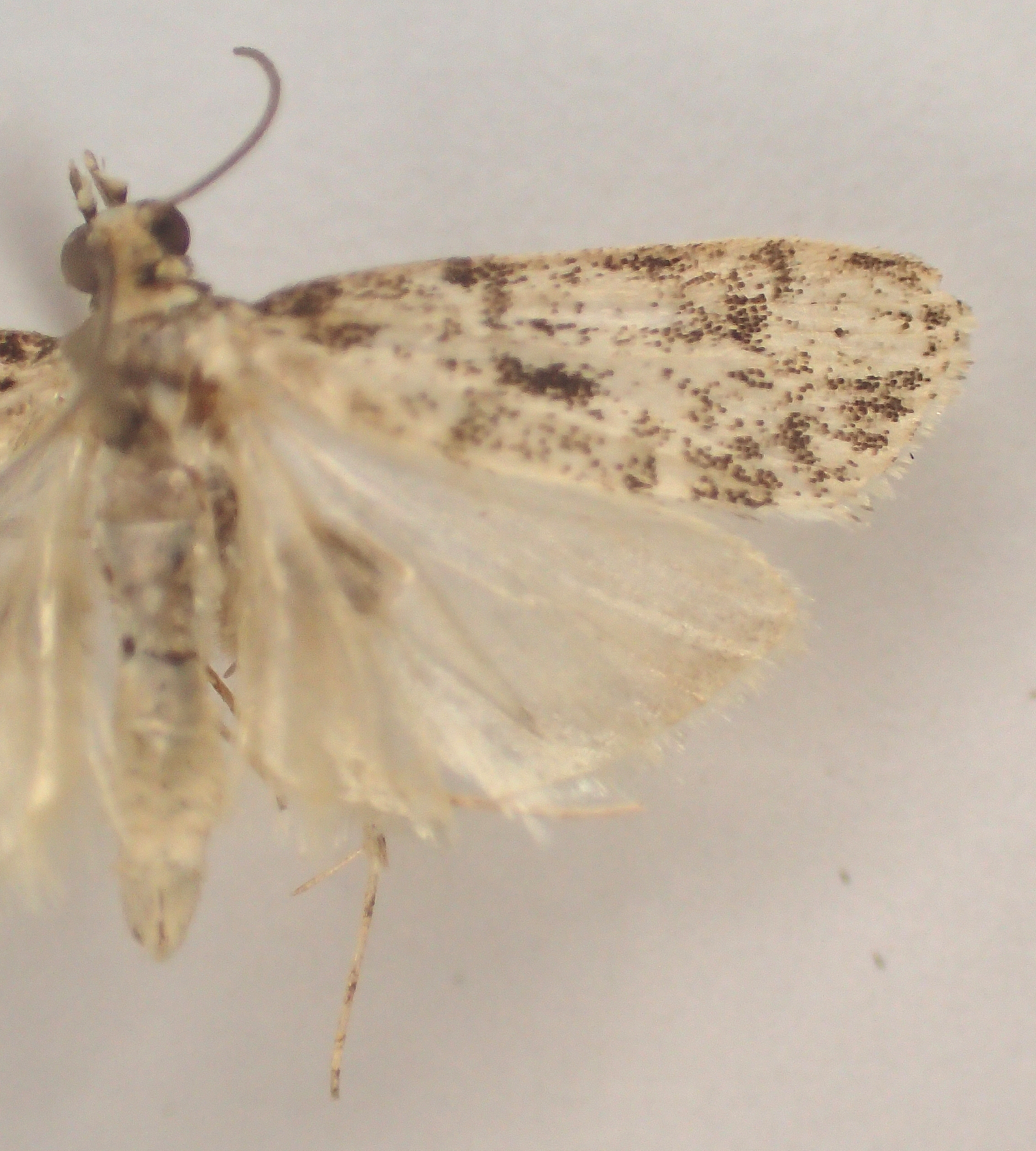 Scoparia sp. 21