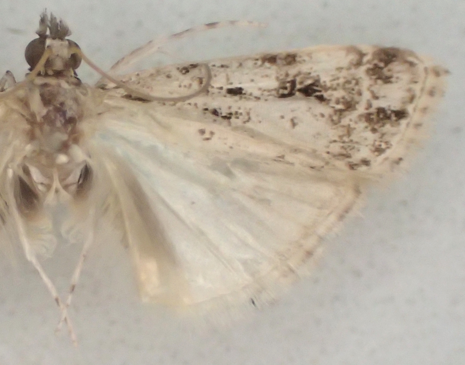 Scoparia sp. 22