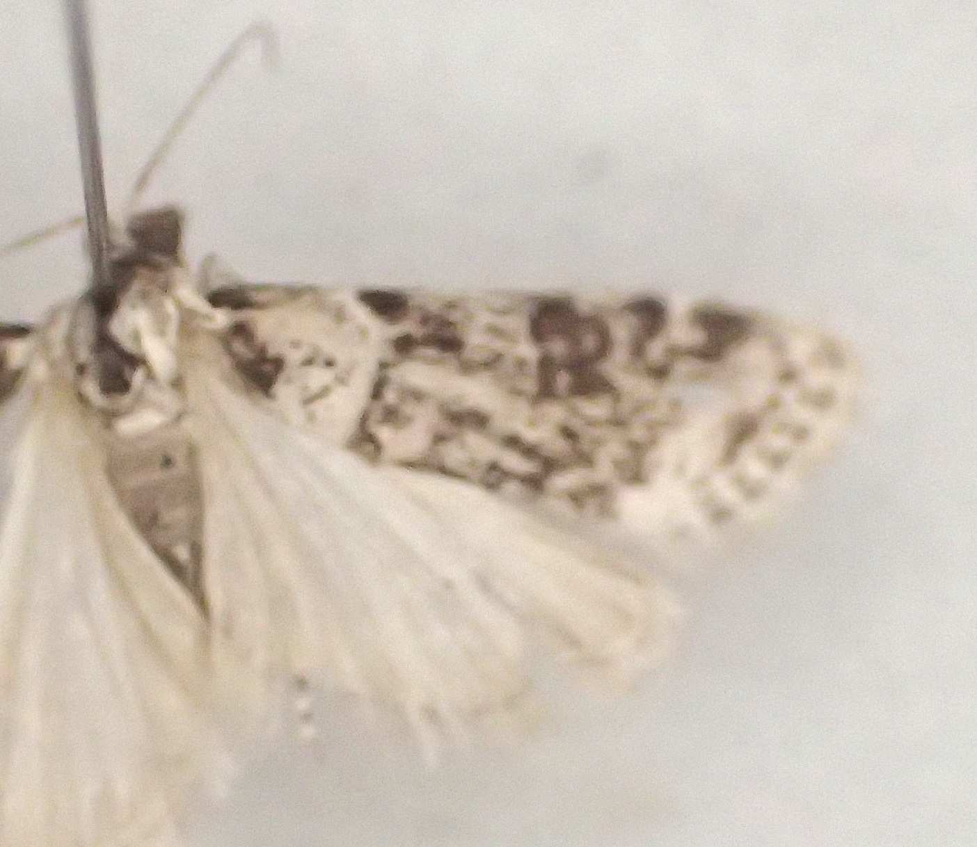Scoparia sp. 23