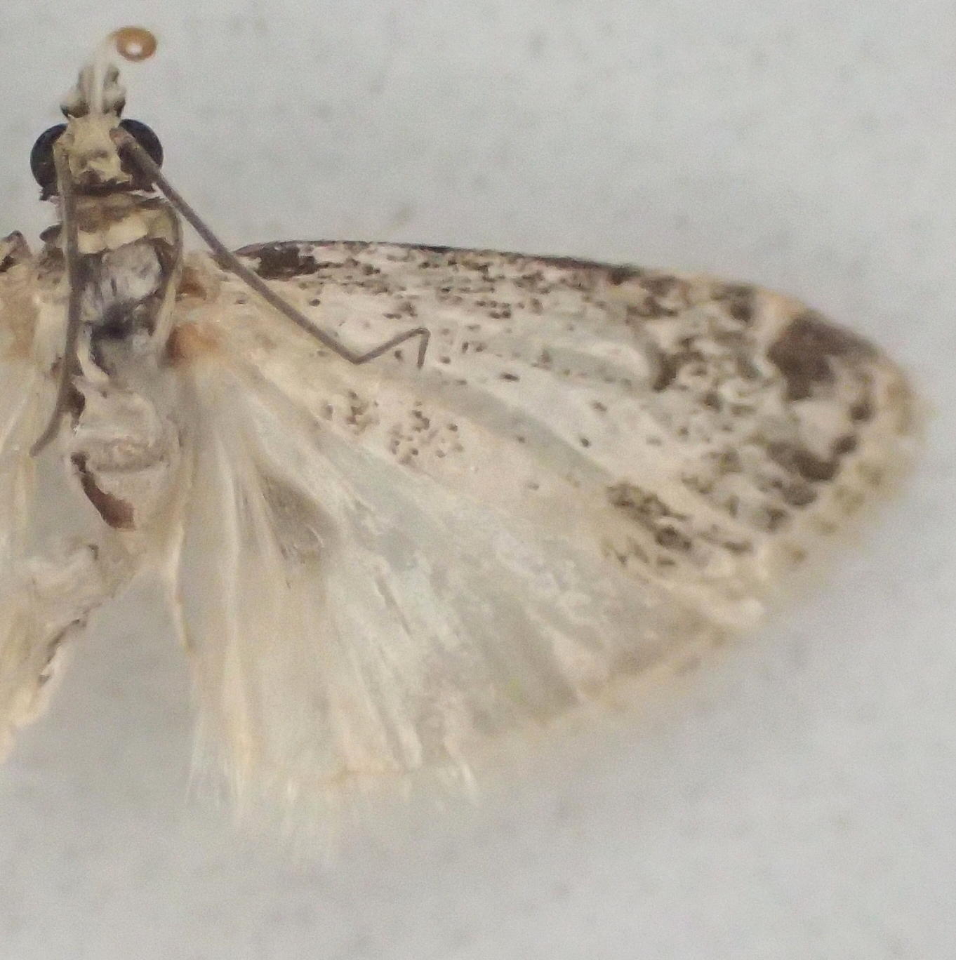 Scoparia sp. 24