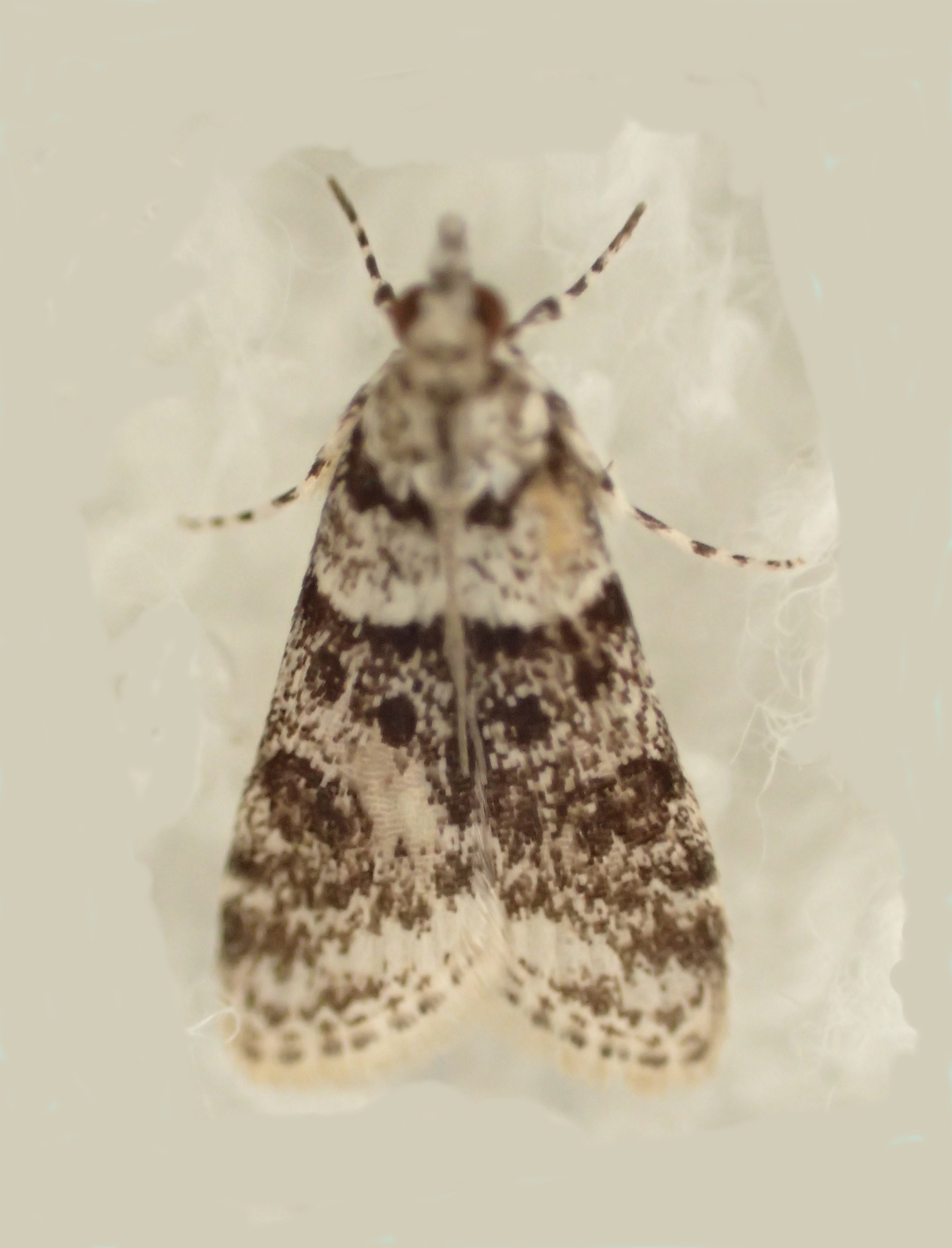 Scoparia sp. 25