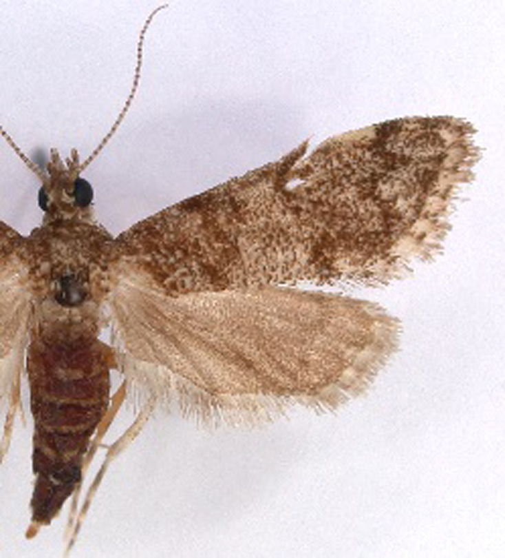"Scoparia" sp. 1