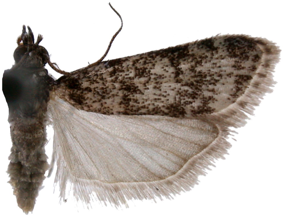 "Scoparia" sp. 2