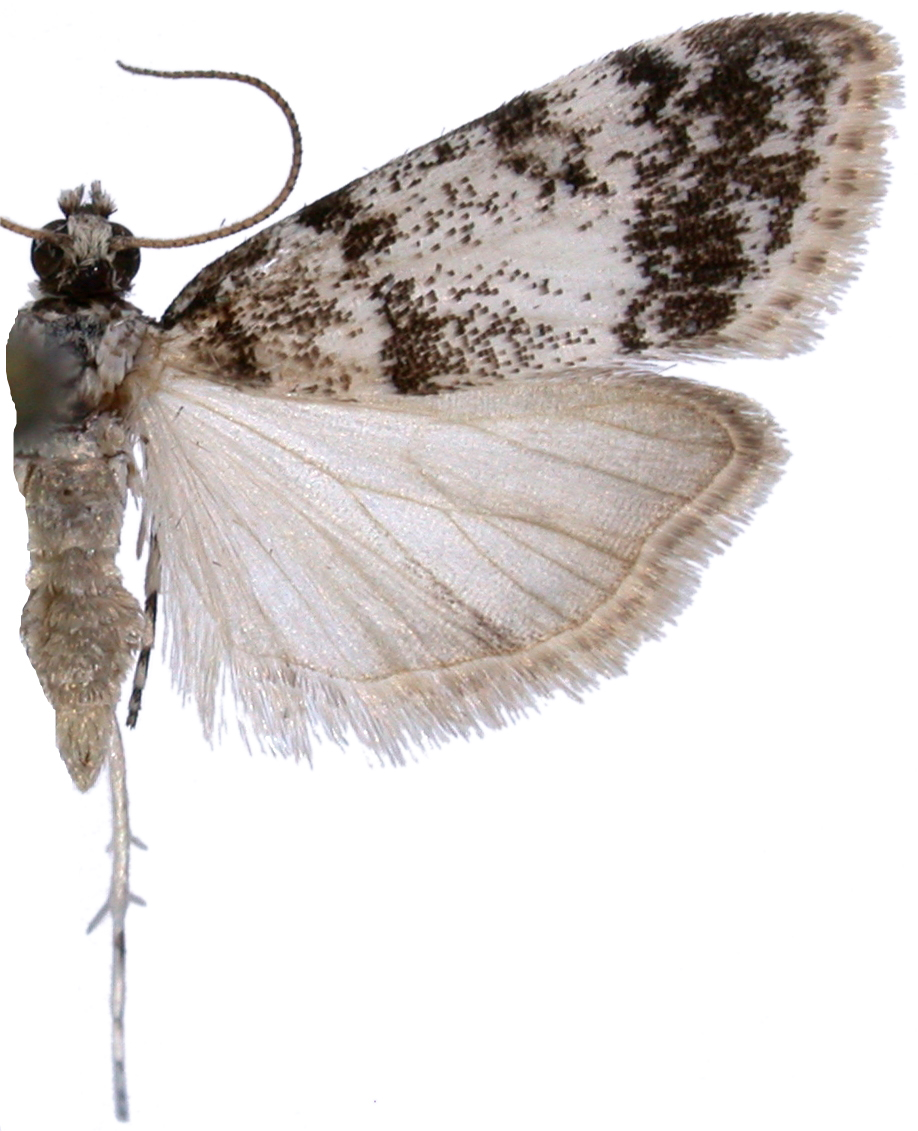 "Scoparia" sp. 3