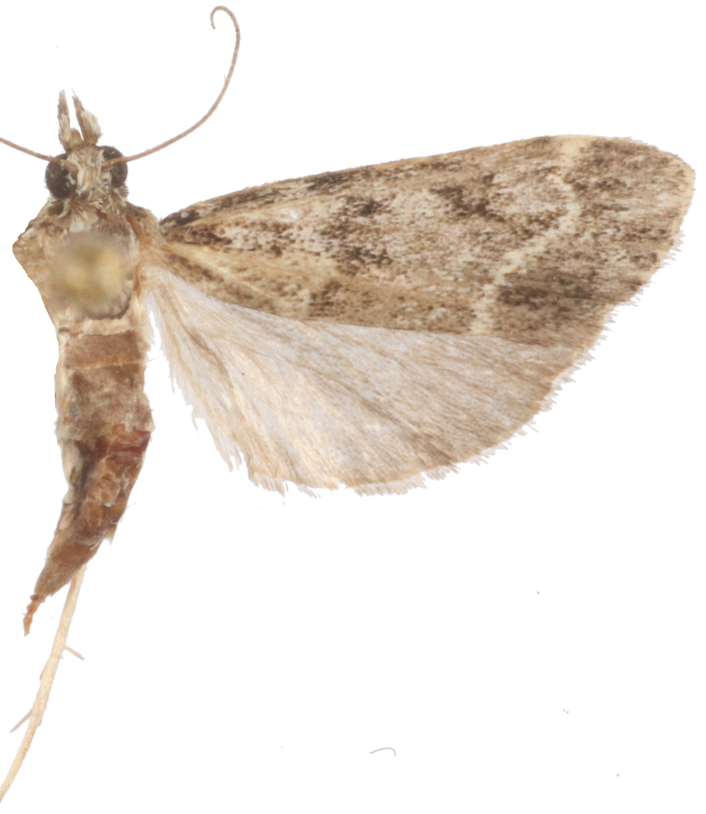"Scoparia" sp. 4