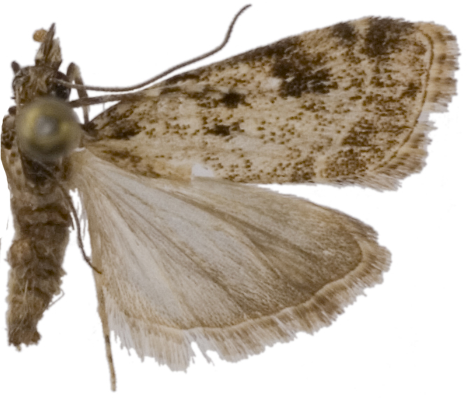 "Scoparia" sp. 5