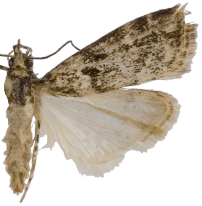 "Scoparia" sp. 6