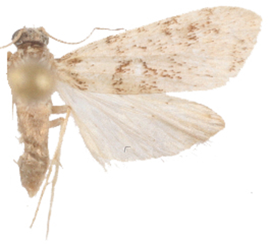 "Scoparia" sp. 7