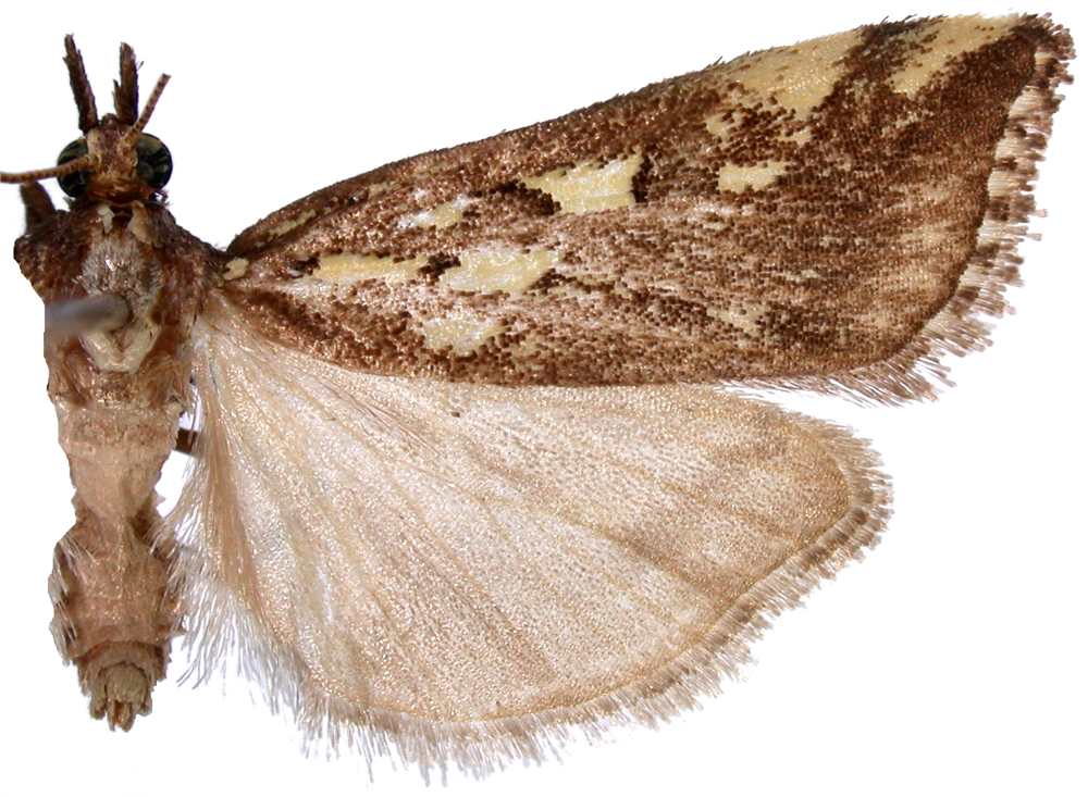 Scoparia sp. 8