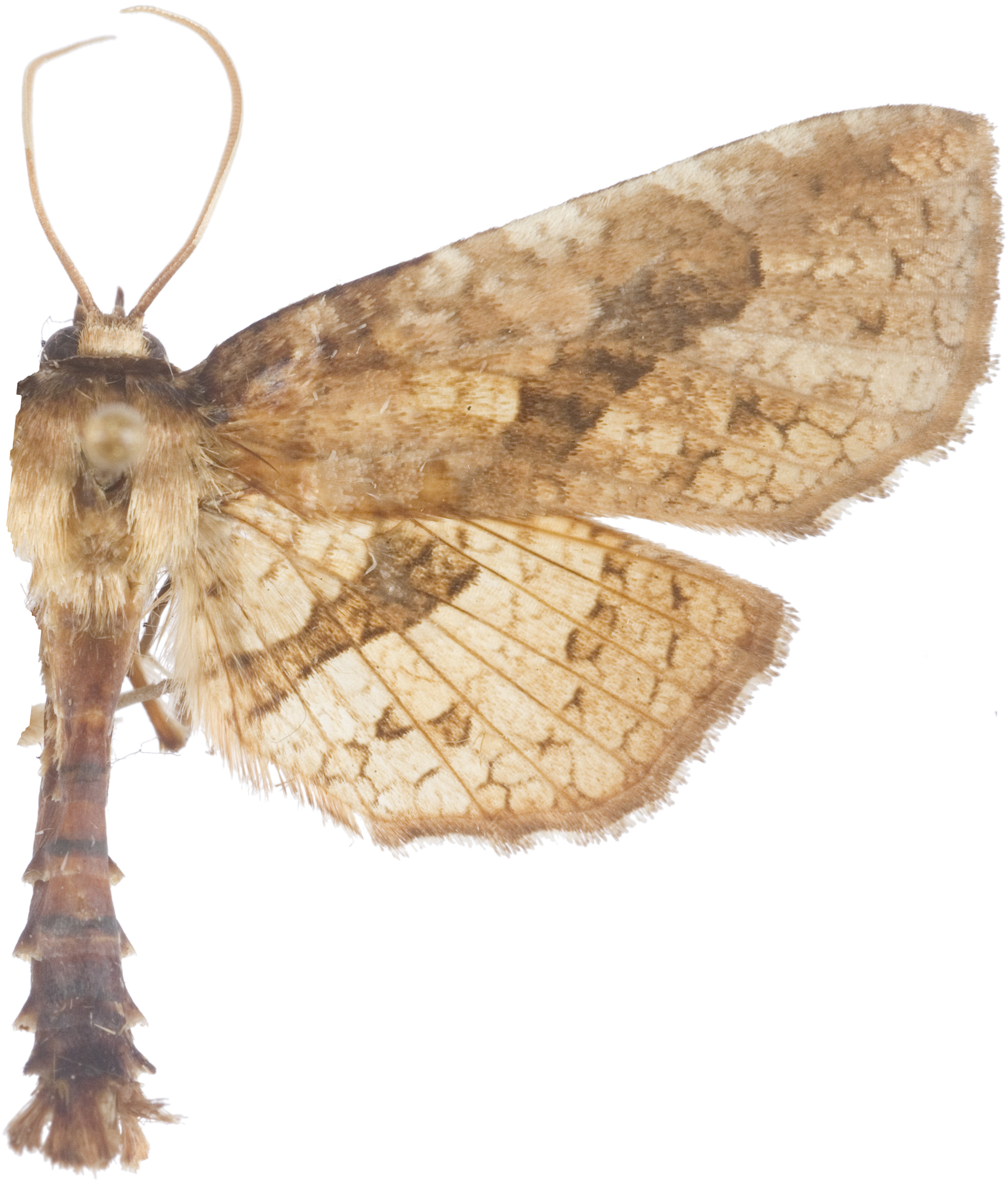 Sinecalca capotona Swinhoe