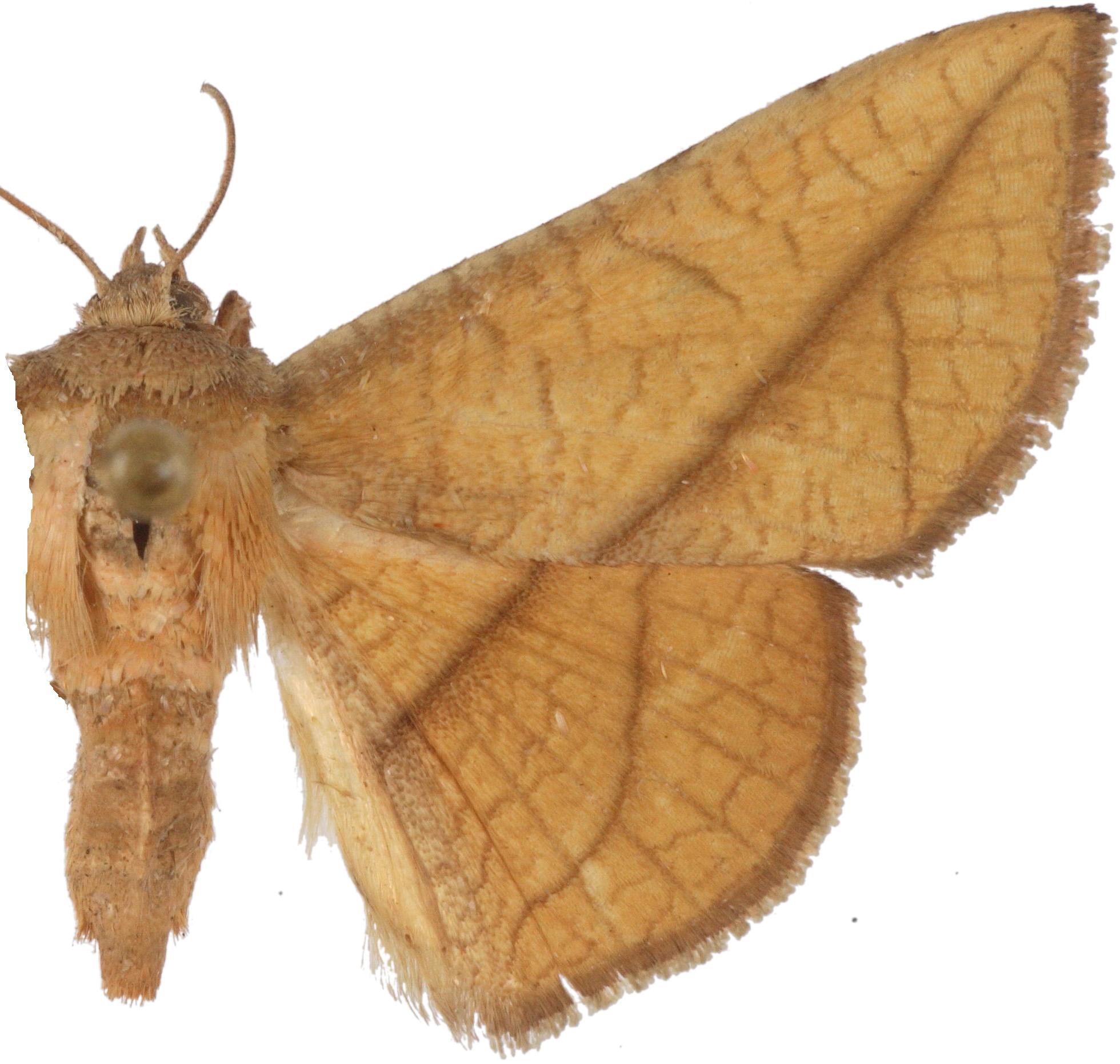 Sonagara strigipennis Moore
