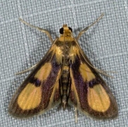 "Deuterarcha" sp. 1