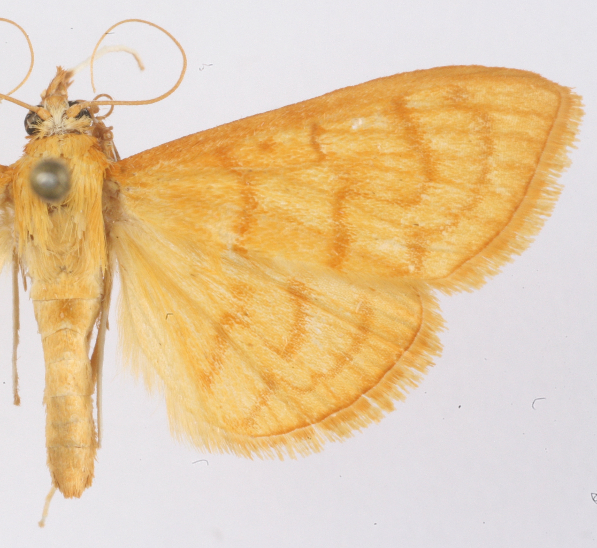 Spinosuncus aureolalis Lederer
