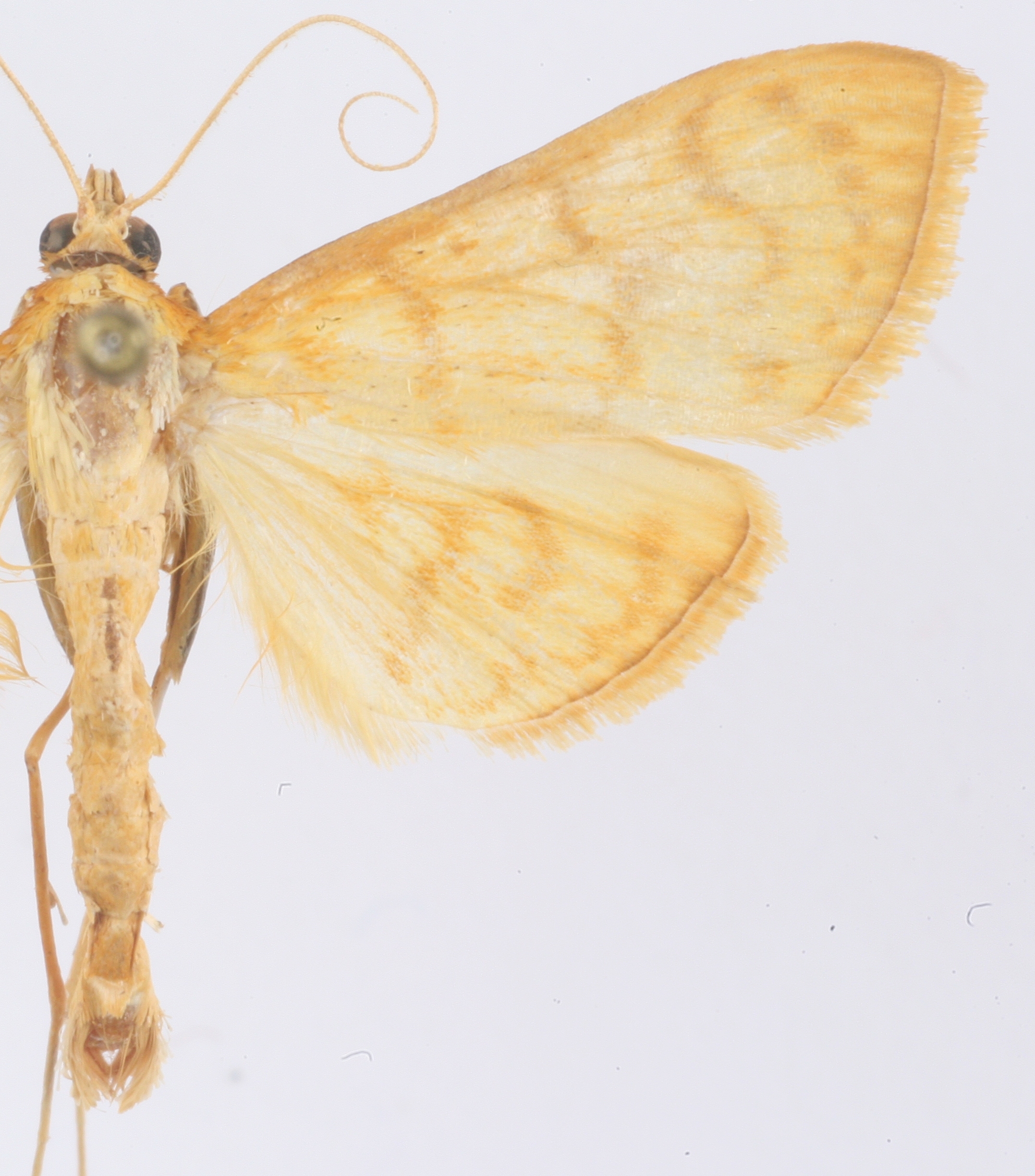 Spinosuncus aureolalis Lederer specimen plate