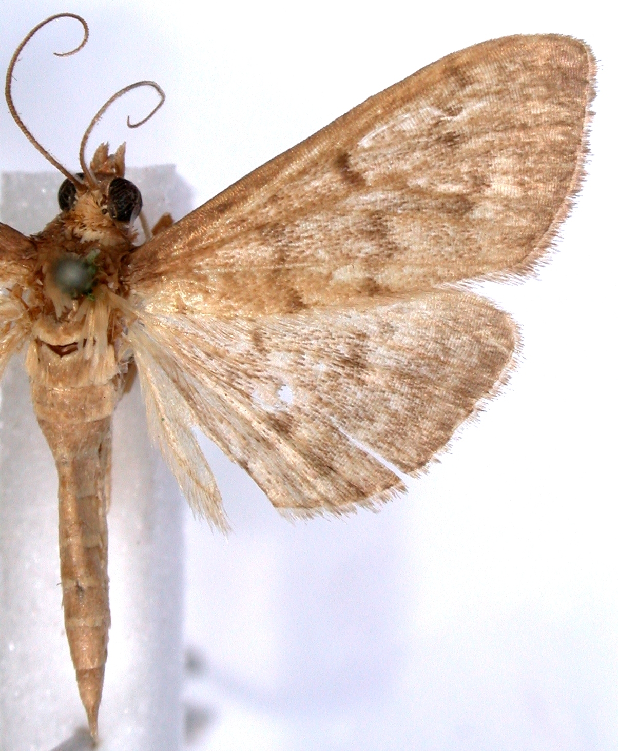 "Spinosuncus" sp. 1