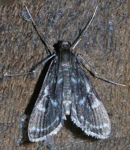 Strepsinoma amaura Meyrick
