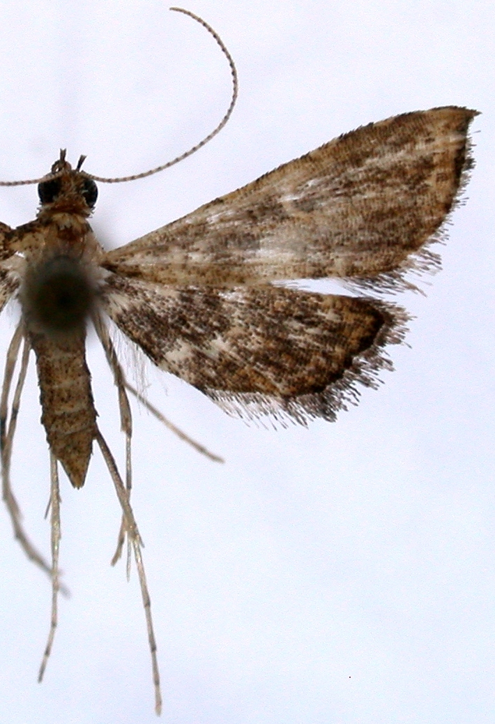 Strepsinoma sp. 5