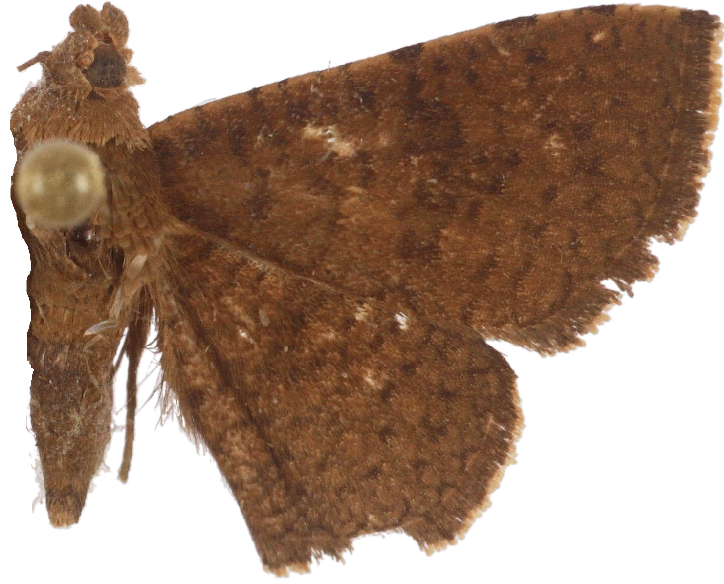 Striglina asinina Warren