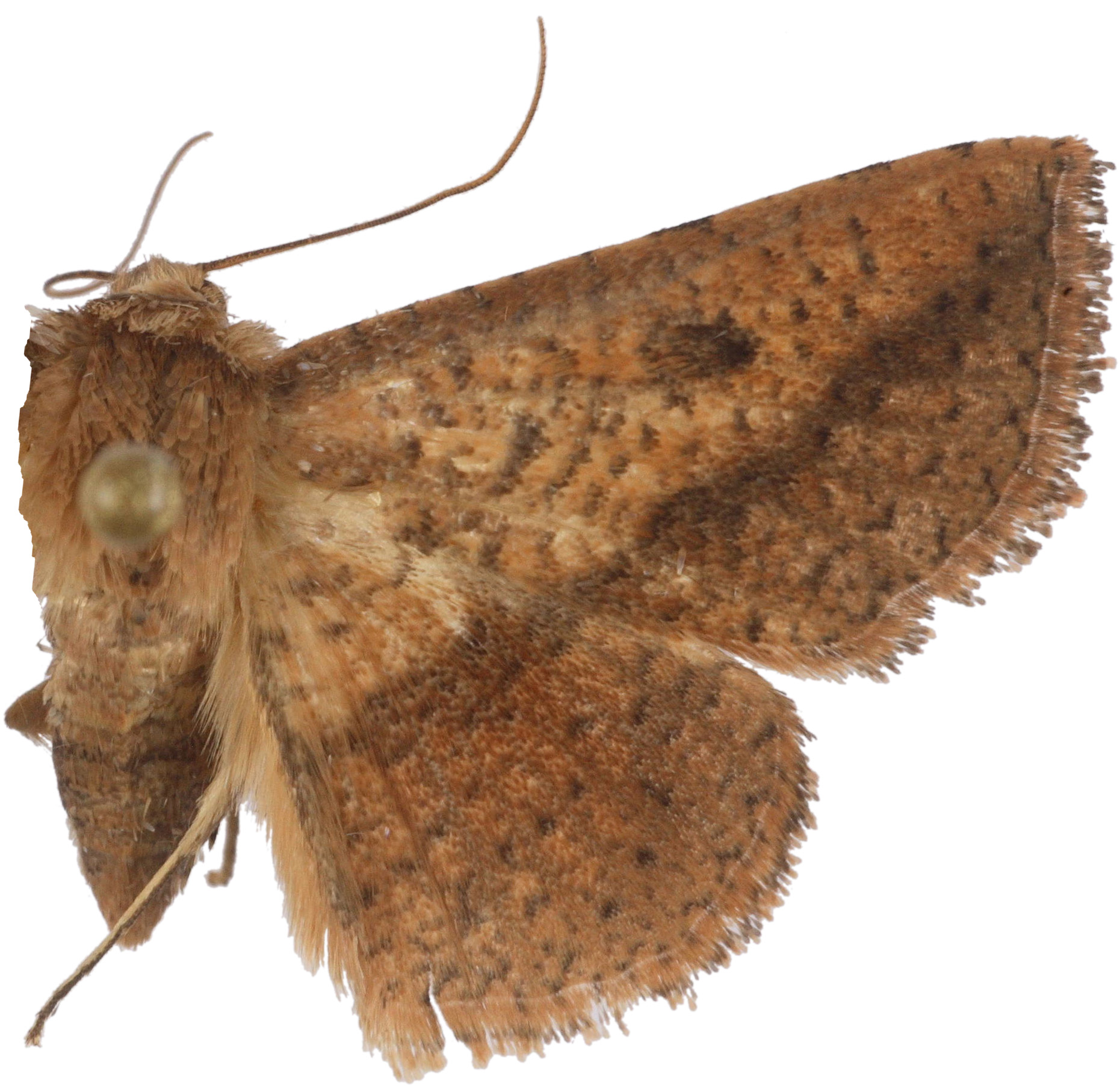 Striglina atrata Whalley