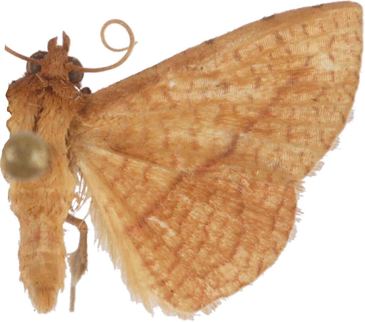 Striglina buergersi Gaede