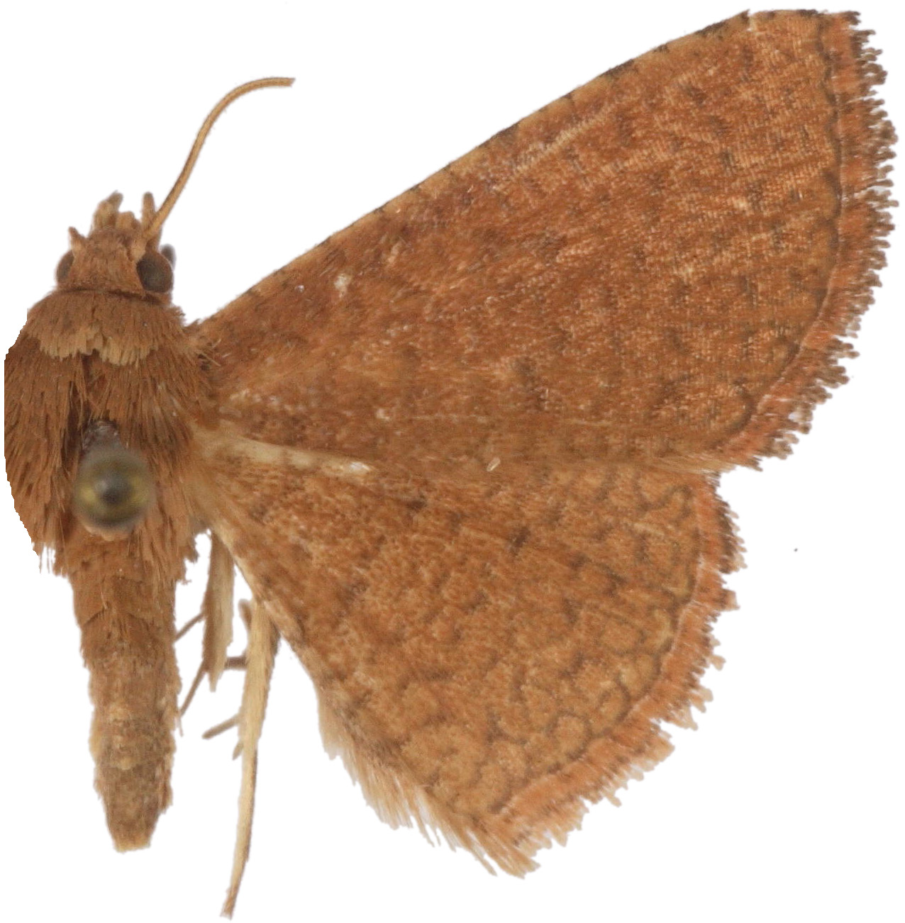 Striglina castaneata Hampson