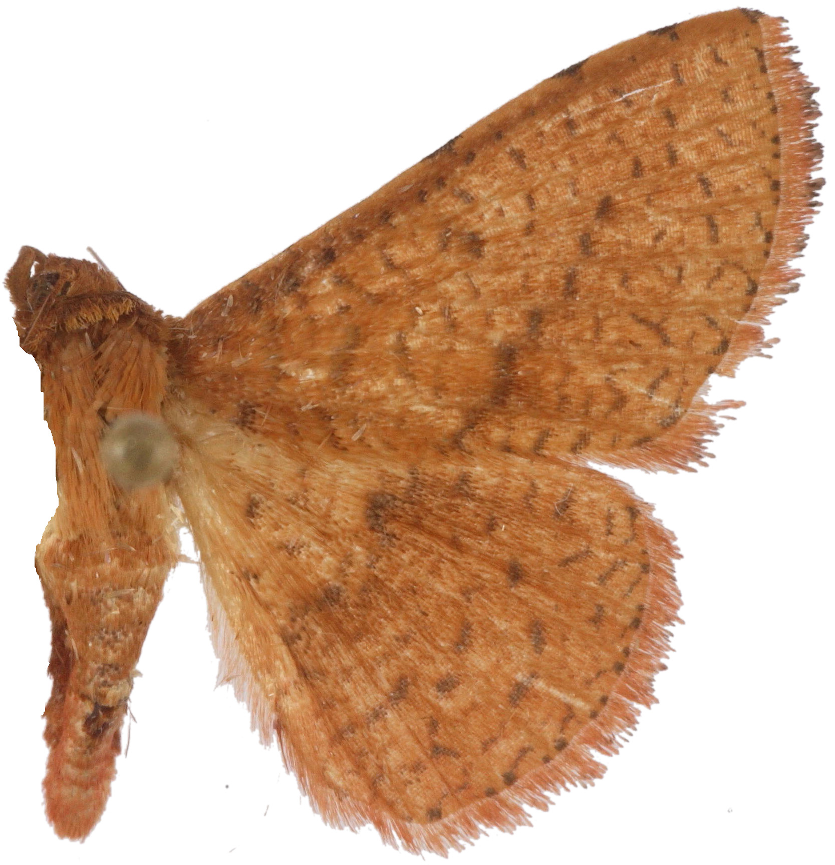 Striglina cinnamomea Rothschild