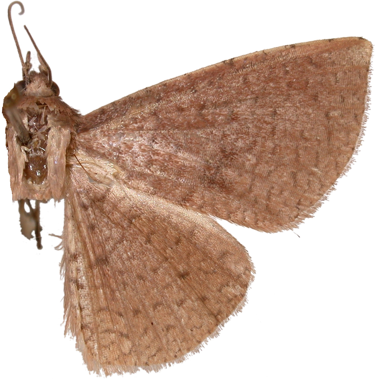 Striglina conjuncta ssp. 1 Swinhoe