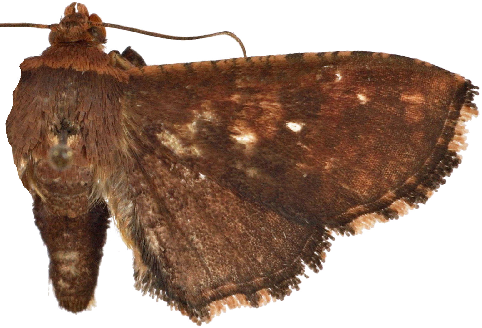 Striglina crassisquama Warren