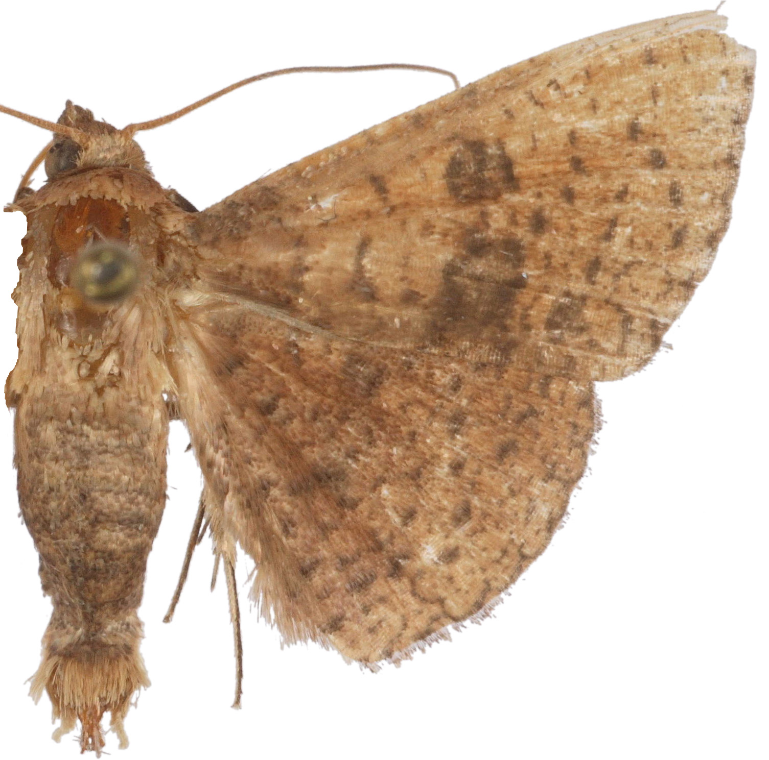 Striglina cuticula Whalley
