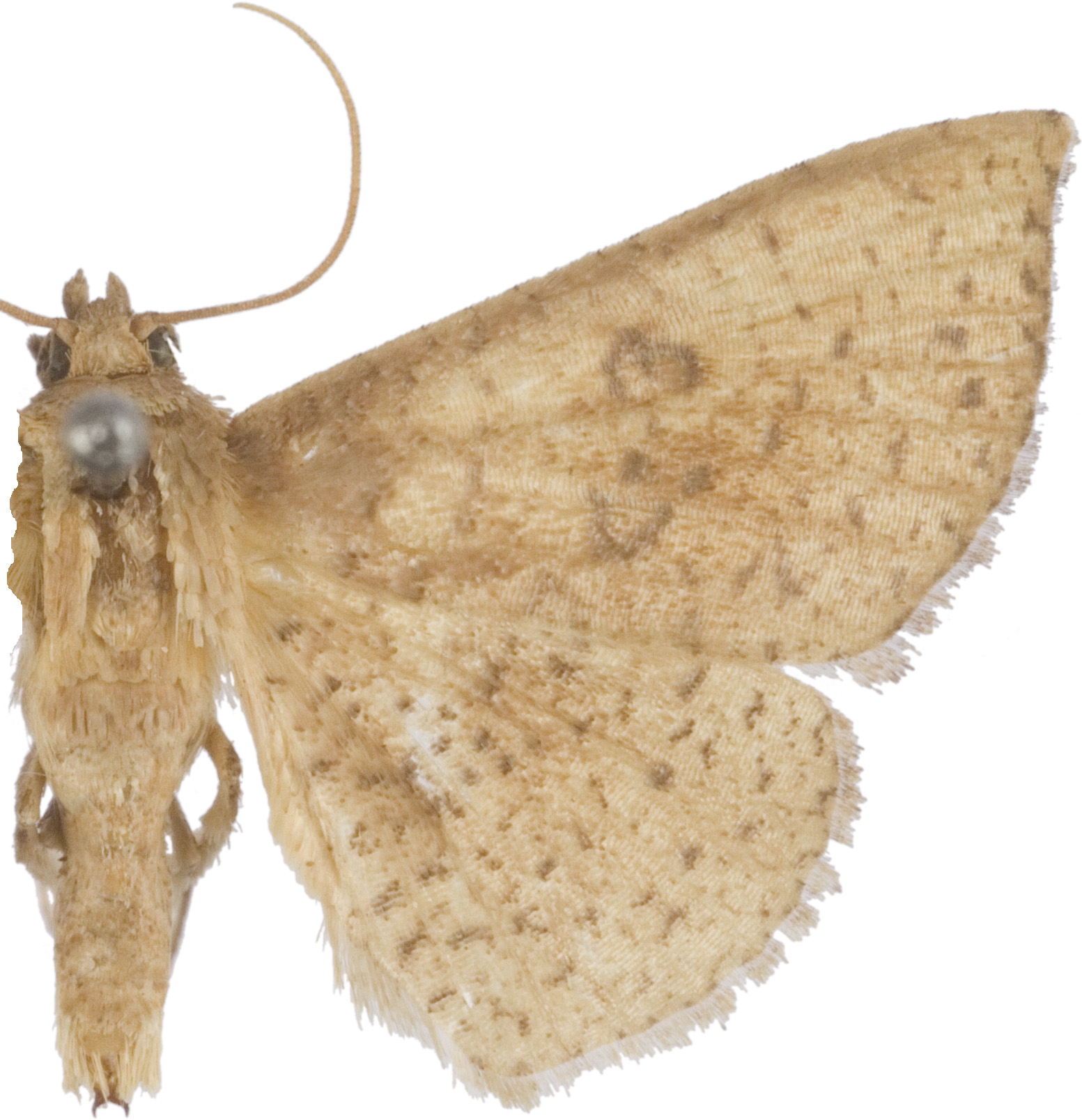 Striglina cymba Whalley