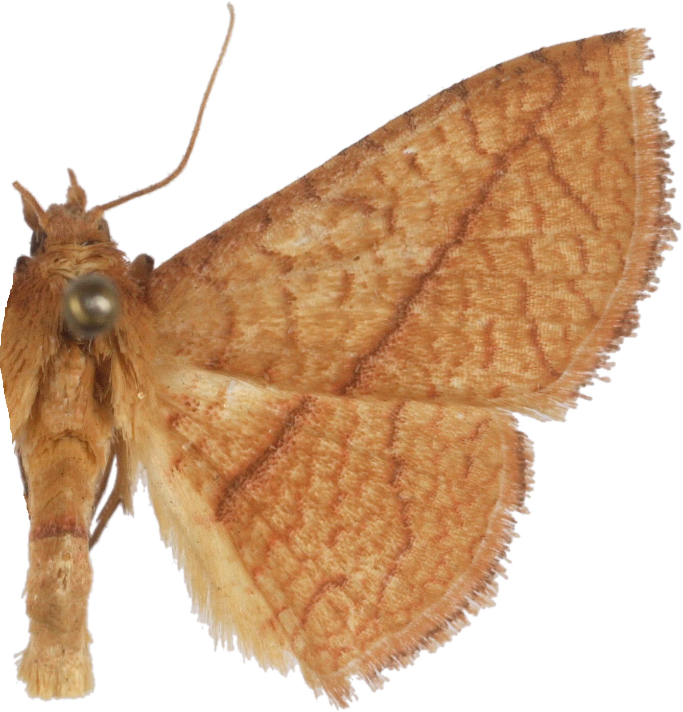Striglina dactylica dactylica Whalley