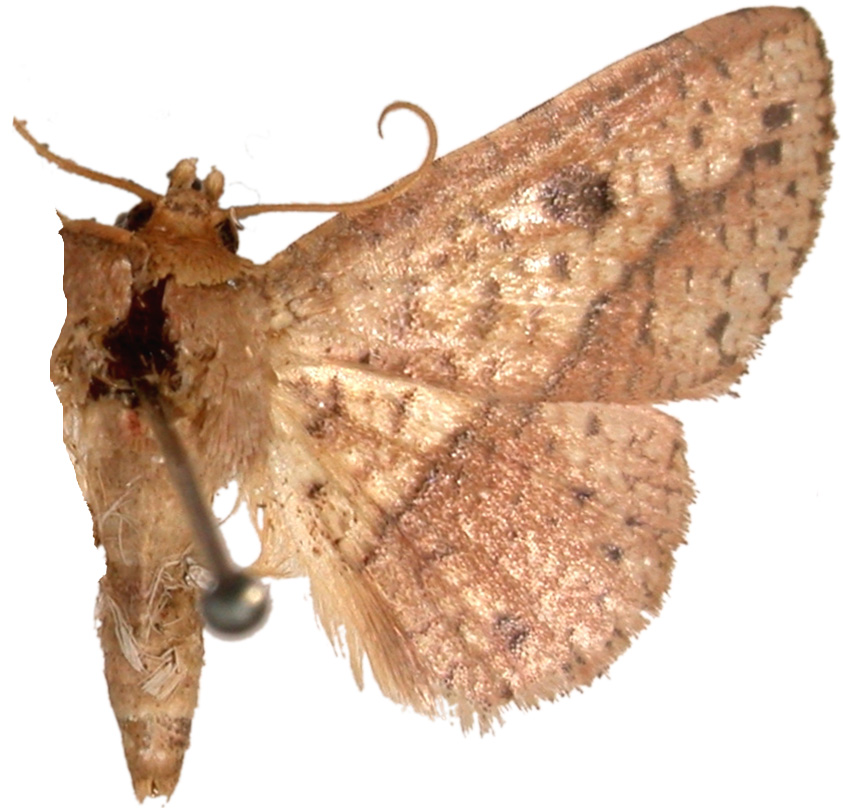 Striglina divisata Warren
