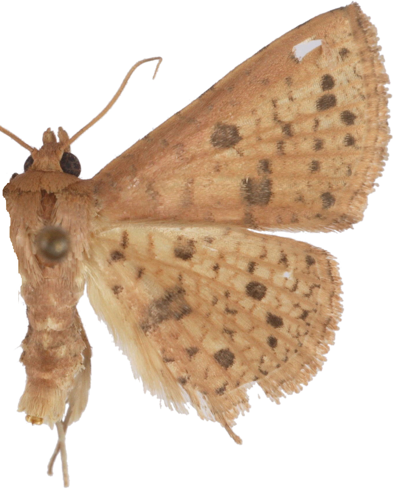 Striglina duplicifimbria certa Warren